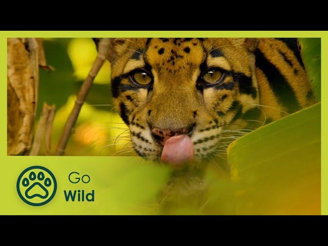 Thailand – The Wild Heart - Wildest Indochina 3/5 - Go Wild