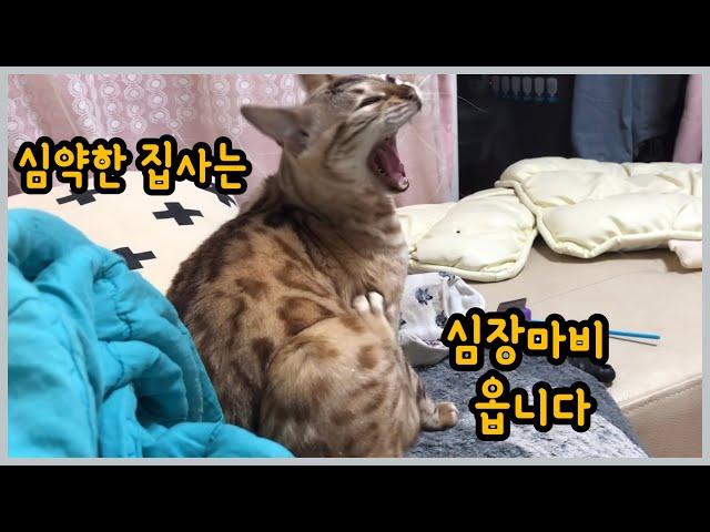 제발 강심장 아니라면 뱅갈고양이 키우지 마세요 !