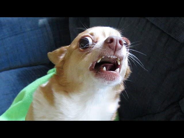 Demonic Chihuahua