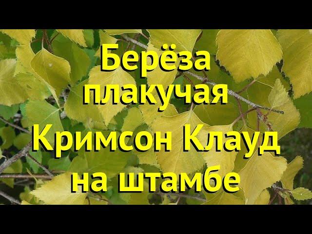Береза плакучая на штамбе Кримсон Клауд. Краткий обзор, описание betula pendula Crimson Cloud