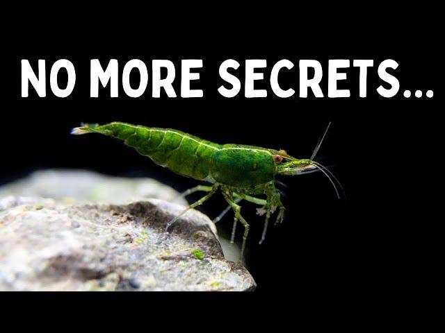 Everything You Should Know Before You Get Shrimp! 7 Tips for Keeping Shrimp in an Aquarium