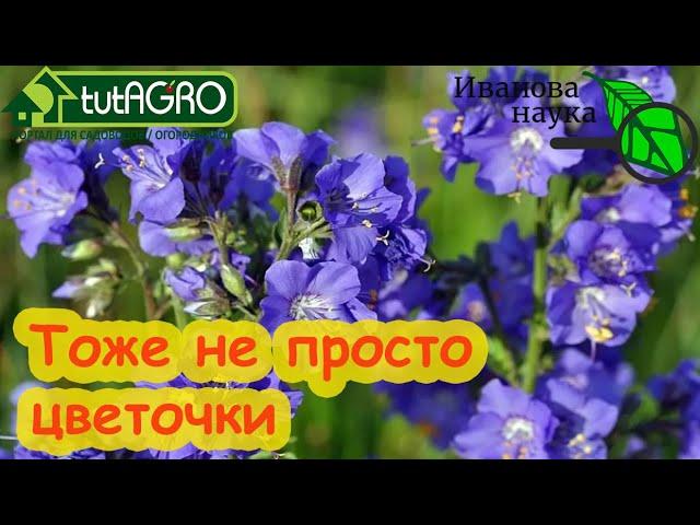 Не только ипомея. ПСИХОТРОПЫ и НАРКОТИКИ... ДАЖЕ НА ВАШЕЙ КУХНЕ! Кто ищет, тот всегда найдет.