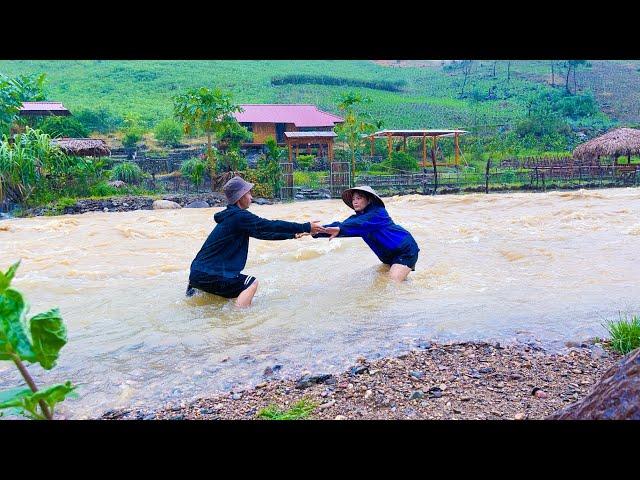 Harvesting tomatoes and peppers To Sell, UNSUDDENLY DISASTER rain floods threaten Sang vy Farm