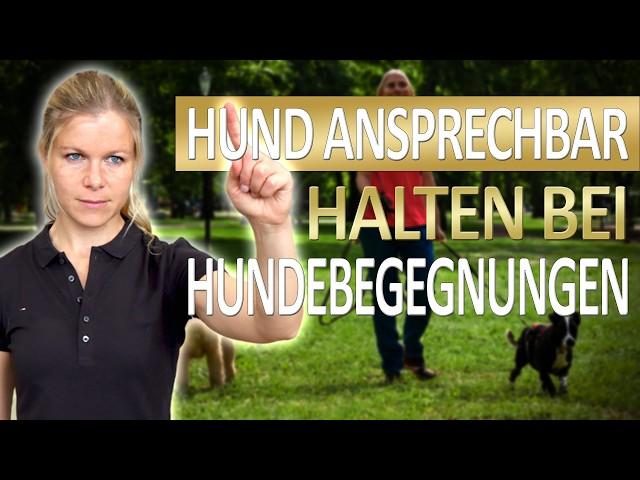 Stressige Hundebegegnungen: Die erste wichtige Übung, damit dein Hund ansprechbar bleibt!