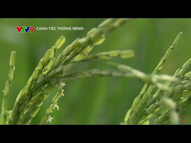 CANH TÁC THÔNG MINH Số 40: CHĂM LÚA GIAI ĐOẠN TRỔ, CHÍN