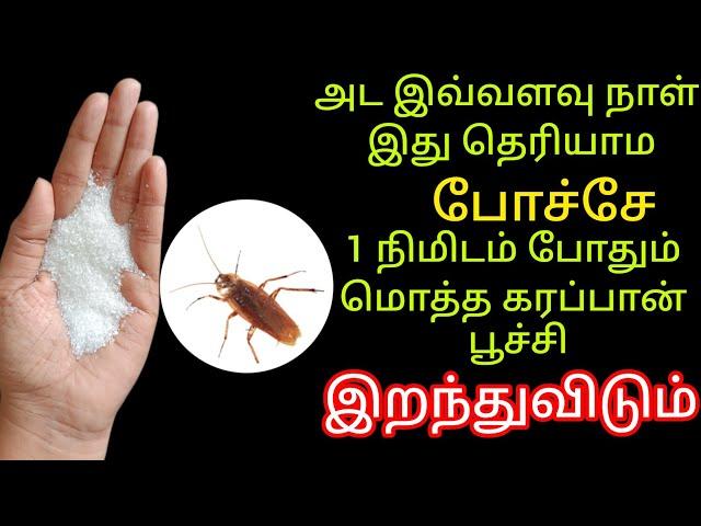 1 நிமிடம் போதும் மொத்த கரப்பான் பூச்சி இறந்துவிடும்/cockroach kill tips/tricks@keerthisaratips5728