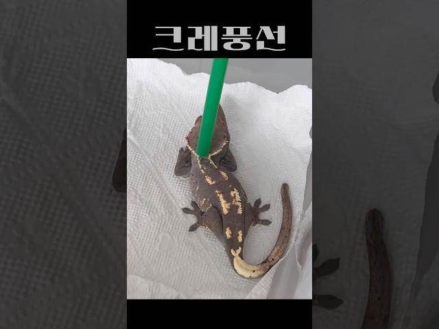 우리 집 풍선
