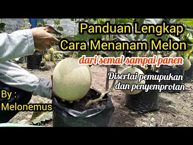 PANDUAN LENGKAP CARA MENANAM MELON DI POLYBAG DARI TANAM SAMPAI PANEN (Video Kompilasi Part 1-12)