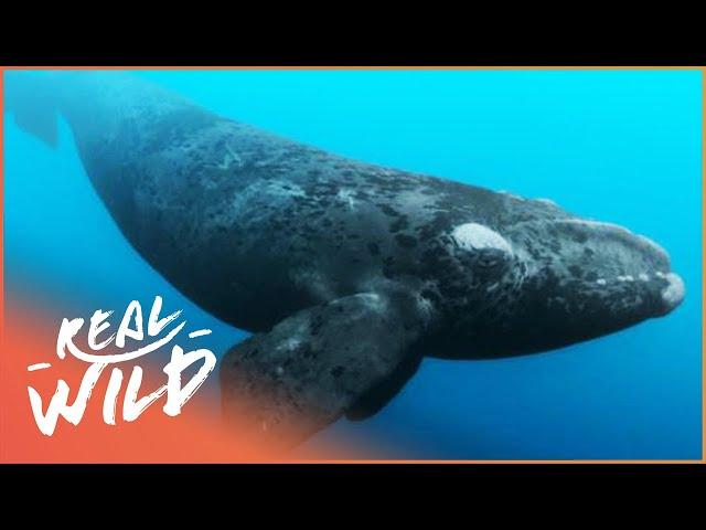 The World's Most Endangered Whale | Natural Kingdom | Real Wild