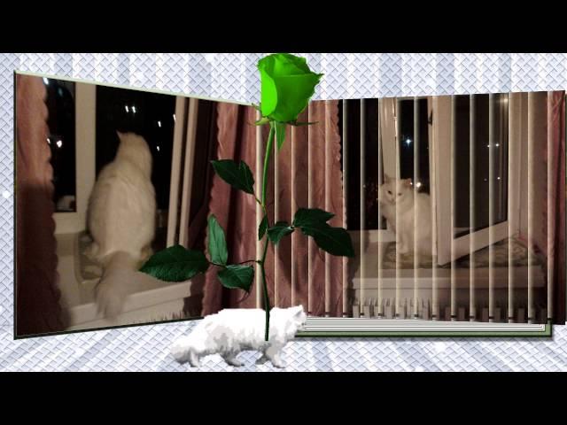 МОЯ ЛЮБИМАЯ КОШКА