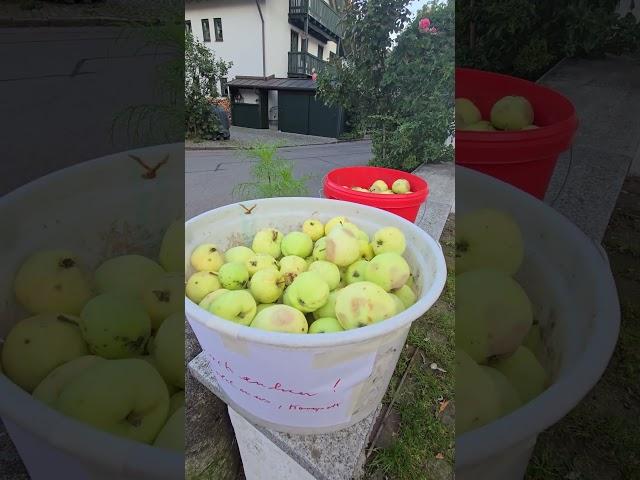 Жизнь в ГЕРМАНИИ #мюнхен #германия #баварскиезарисовки #мюнхен2024 #германиясегодня #жизньвгермании