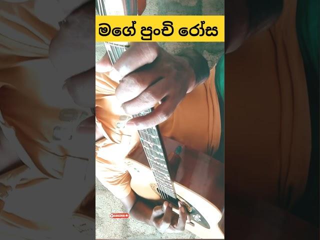 Mage Punchi Rosa Male Guitar cover Amarasiri Peiris