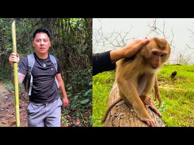 Potential dangers dad face in the wild while searching for Monkey Kaka