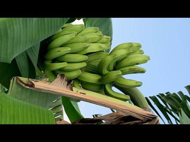 HOW TO TAKE CARE OF YOUR CAVENDISH BANANA FARM. #cavendish #banana
