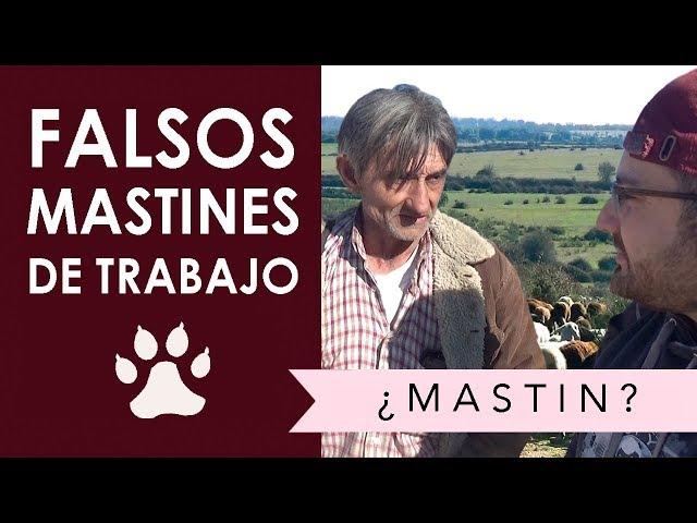 Falsos mastines de trabajo. (MASTÍN OFICIAL ESPAÑOL)