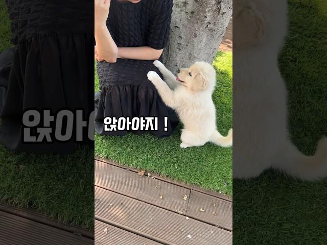 앉아~훈련을 몇번 안했는데 금방 배웠어요. 똑똑이 #포실이 #puppy #강아지브이로그