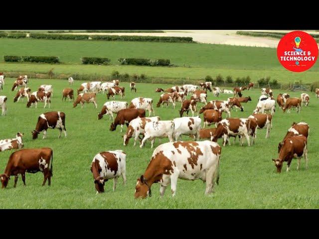 WONDERFUL AYRSHIRE AND SHORTHORN COW DAIRY FARM, MODERN TECHNOLOGY CATTLE FARMING, COW DAIRY FARMING