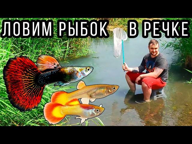 GuppyBach! Catching Guppy aquarium fish in a regular river! guppy bach