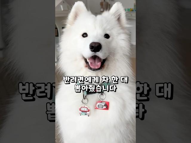 I bought a car for my dog