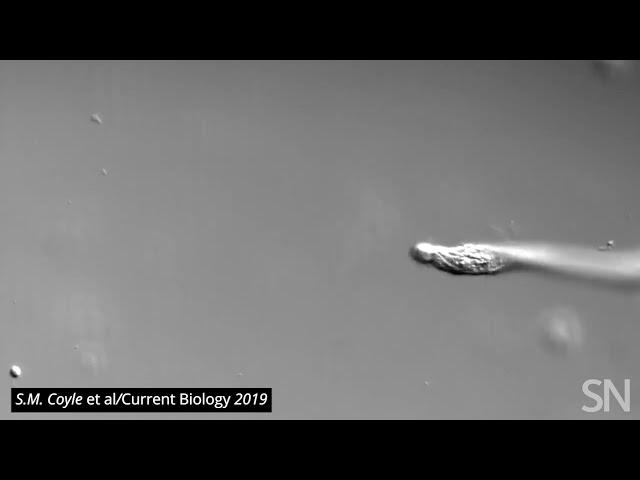 Watch Lacrymaria hunt | Science News