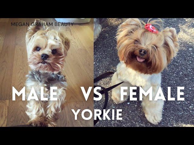 Male Vs Female Yorkie | Yorkie 101