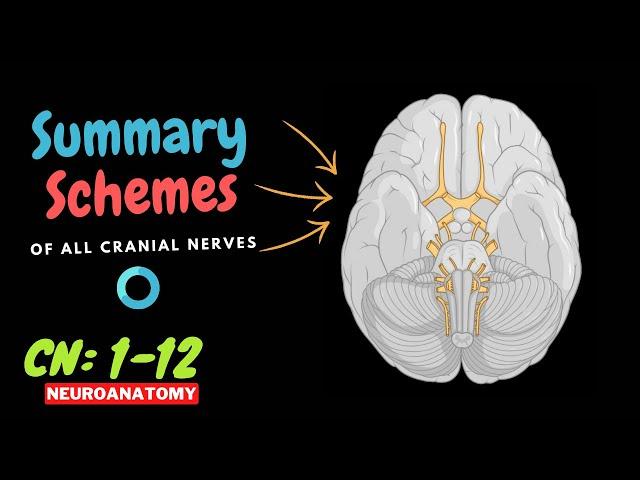 Mastering the 12 Cranial Nerves - Quick Memory Schemes Recap