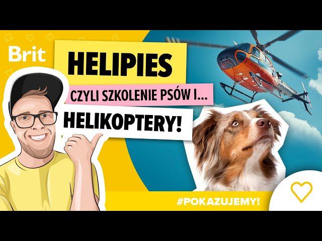 POKAZUJEMY: HeliPies, czyli szkolenie psów i... helikoptery! - Brit Polska