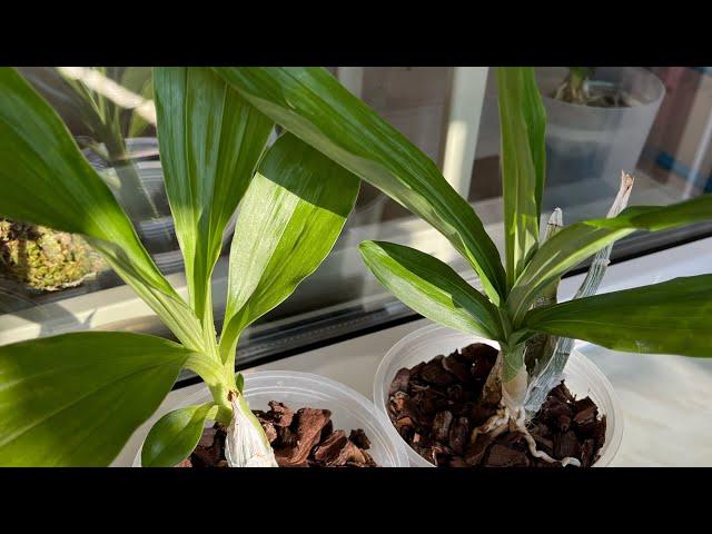 What happened to the Orchids in my house in 30 weeks