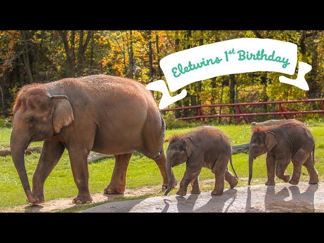 Happy Birthday To Our Miracle Elephant Twins!