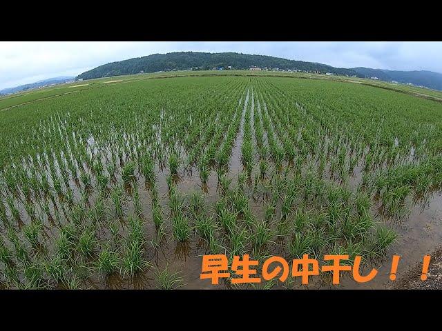 早生品種の中干しを始めました