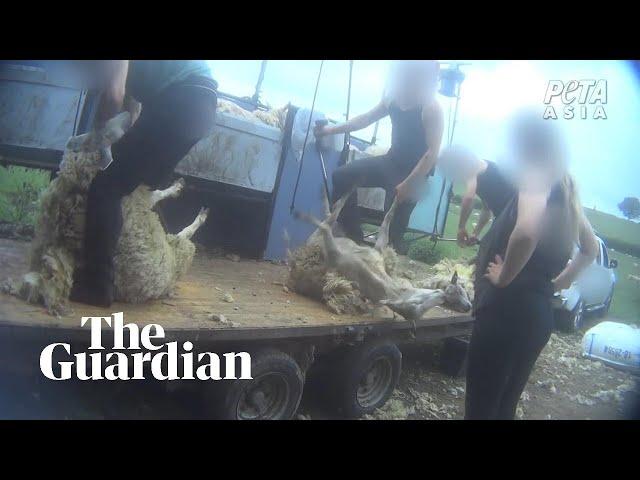 Secret footage reveals animal abuse on English and Scottish sheep farms