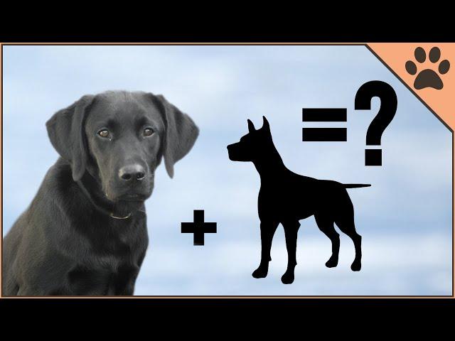 10 Unbelievable Labrador Mix Breeds