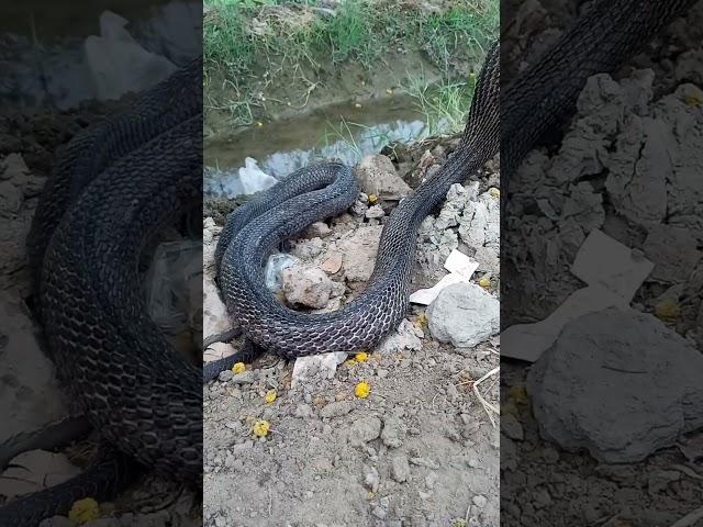 | A snake came out on Man city road | | King Cobra snake Came Out | Black Cobra | | Snake life 2 r |