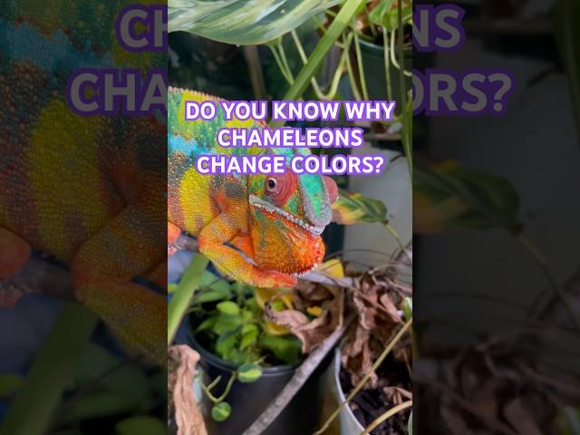Why chameleons change colors