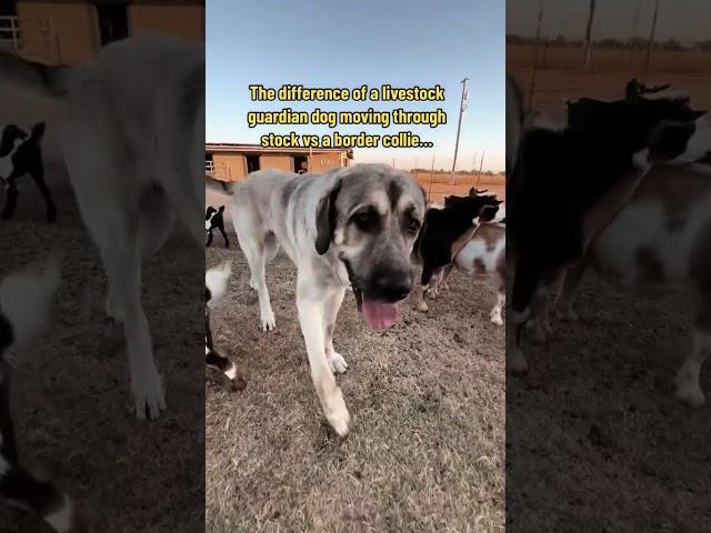 The difference of a livestock guardian dog moving through stock vs a border collie