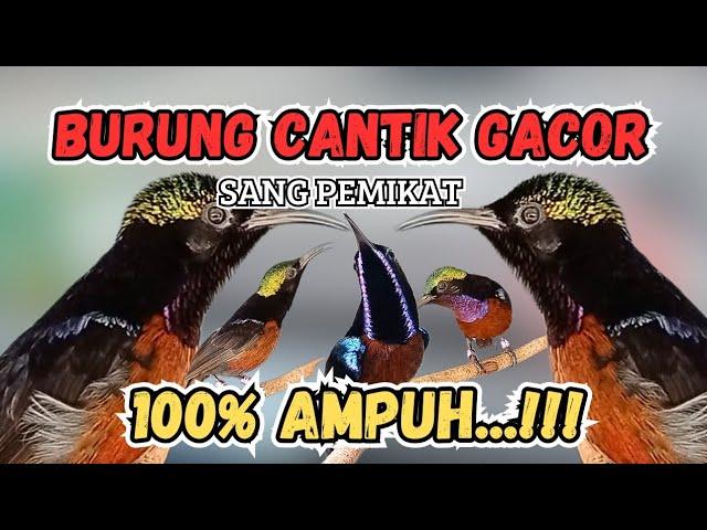 Suara Pikat Kolibri Ninja Gacor Emosi  Konin Liar Di Jamin Langsung Nyamperin..!!