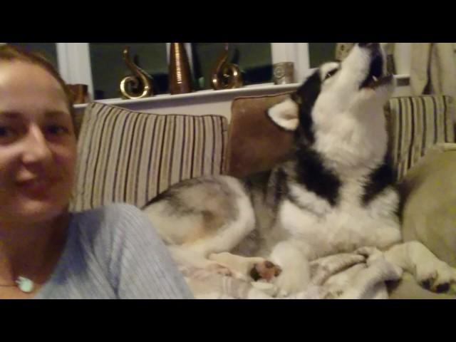 Talking alaskan malamute