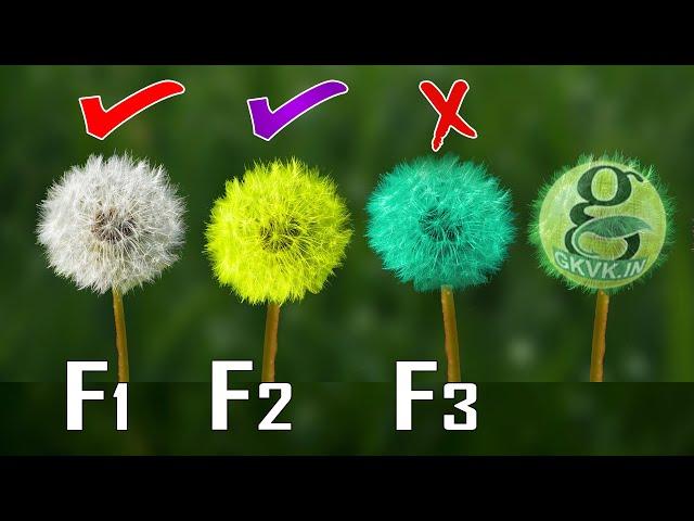 F1 F2 F3 HYBRID SEEDS? | POLLINATION and SEED SAVING in Home Gardening