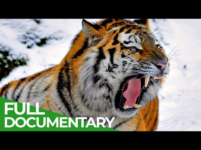 Wildlife | Episode 1: Tiger, Lion, Leopard & Jaguar - The Four Big Cats | Free Documentary Nature