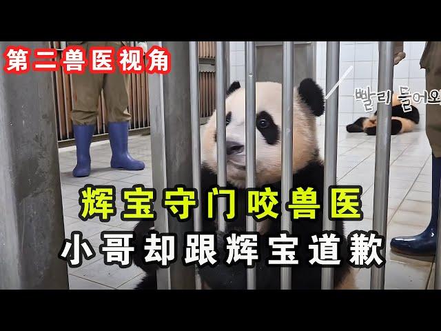 兽医视角看辉宝守门咬兽医，后来兽医忌惮明星家族给辉宝道歉。#熊猫 #panda #cute #푸바오 #福宝 #辉宝 #睿宝辉宝