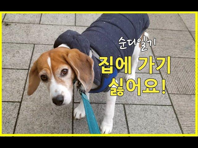 "집에 가기 싫어요!(I don't want to go home!)"-비글 순디의 일기