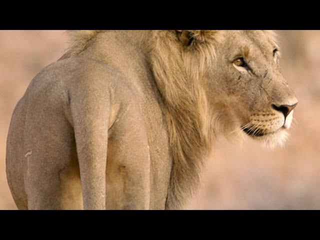 Five Young Lion Brothers Mate with One Lioness