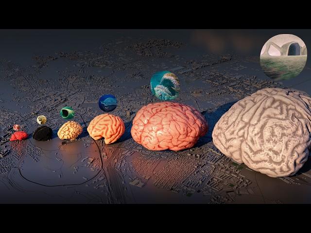 Monster Brain Size Comparison | EL GRAN MAJA Vs SEA EATER