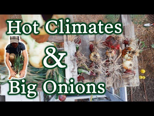 Short Day or Long Day Onions? Choosing the Right Varieties, Harvesting & Storing