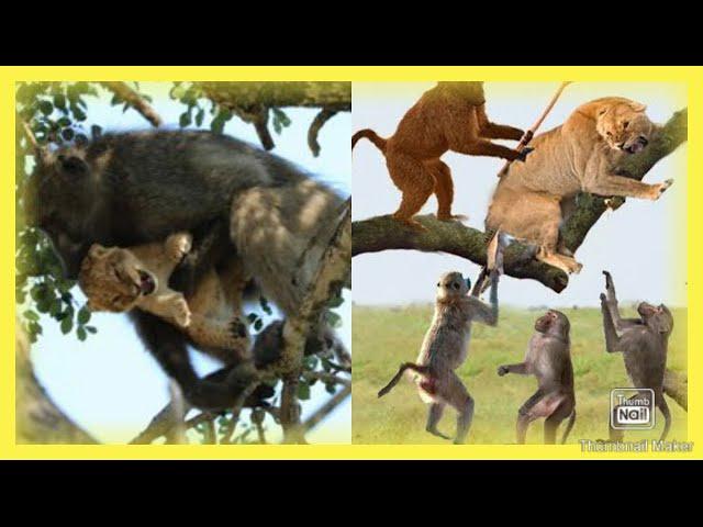 Discovery Channel (Lion and monkey malice)