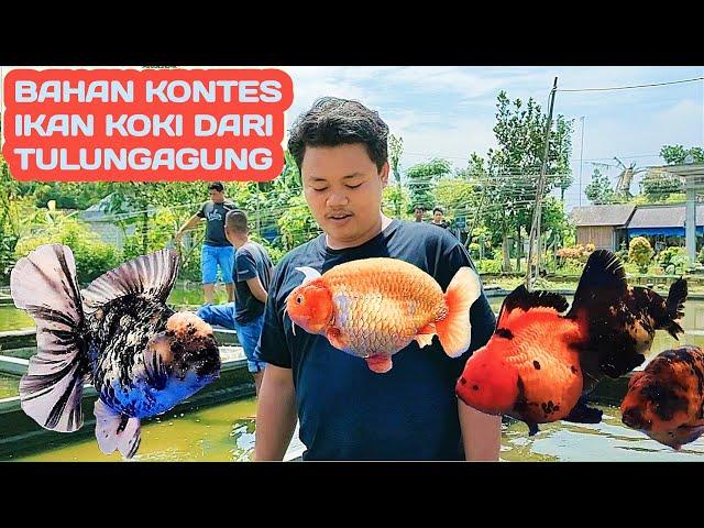 GREBEK PETANI KOKI TULUNGAGUNG - BAHAN KONTES