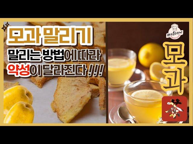 약성 좋은 모과 말리기 모과차 보약으로 만드는법 #making quince tea