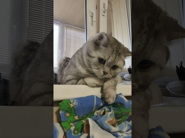 Пенсии поднимутся до 100 тыс. руб. #смехдослез #прикол #cat #юмор #смех #анекдот #смешно #котики