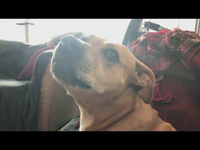 Lizzie talking Fred into playing. Staffy x Ridgeback rescue dog and Saluki Lurcher