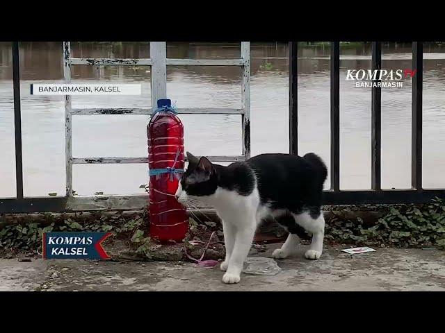 Fenomena Botol Merah 'Penangkal' Kotoran Kucing, Ini Kata Dokter Hewan